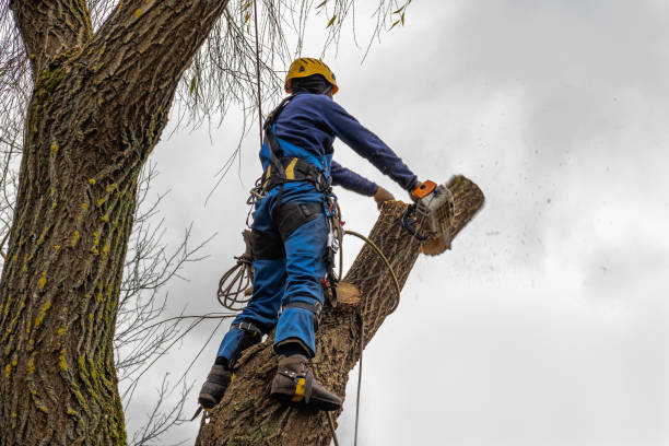Best Tree and Shrub Care  in Flower Hill, NY